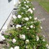 Роза флорибунда Аспирин (Aspirin Rose) 44