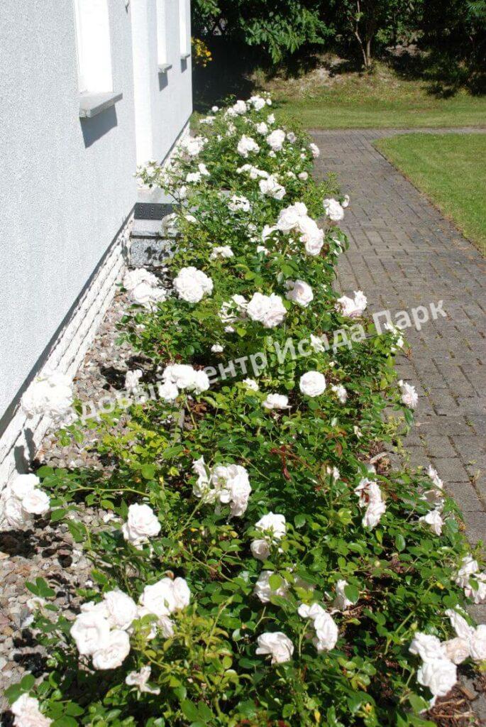 Роза флорибунда Аспирин (Aspirin Rose)
