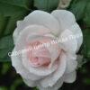 Роза флорибунда Аспирин (Aspirin Rose) 45