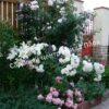 Роза флорибунда Аспирин (Aspirin Rose) 46