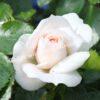 Роза флорибунда Аспирин (Aspirin Rose) 17