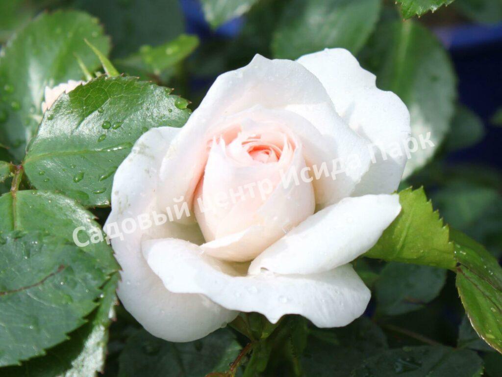 Роза флорибунда Аспирин (Aspirin Rose)