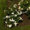 Роза флорибунда Аспирин (Aspirin Rose) 47
