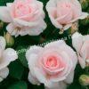 Роза флорибунда Аспирин (Aspirin Rose) 48