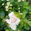 Роза флорибунда Аспирин (Aspirin Rose) 49