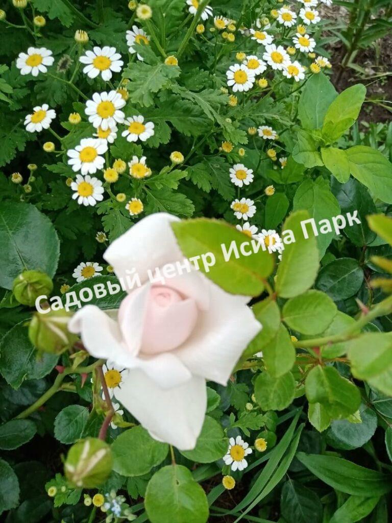 Роза флорибунда Аспирин (Aspirin Rose)