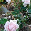 Роза флорибунда Аспирин (Aspirin Rose) 50
