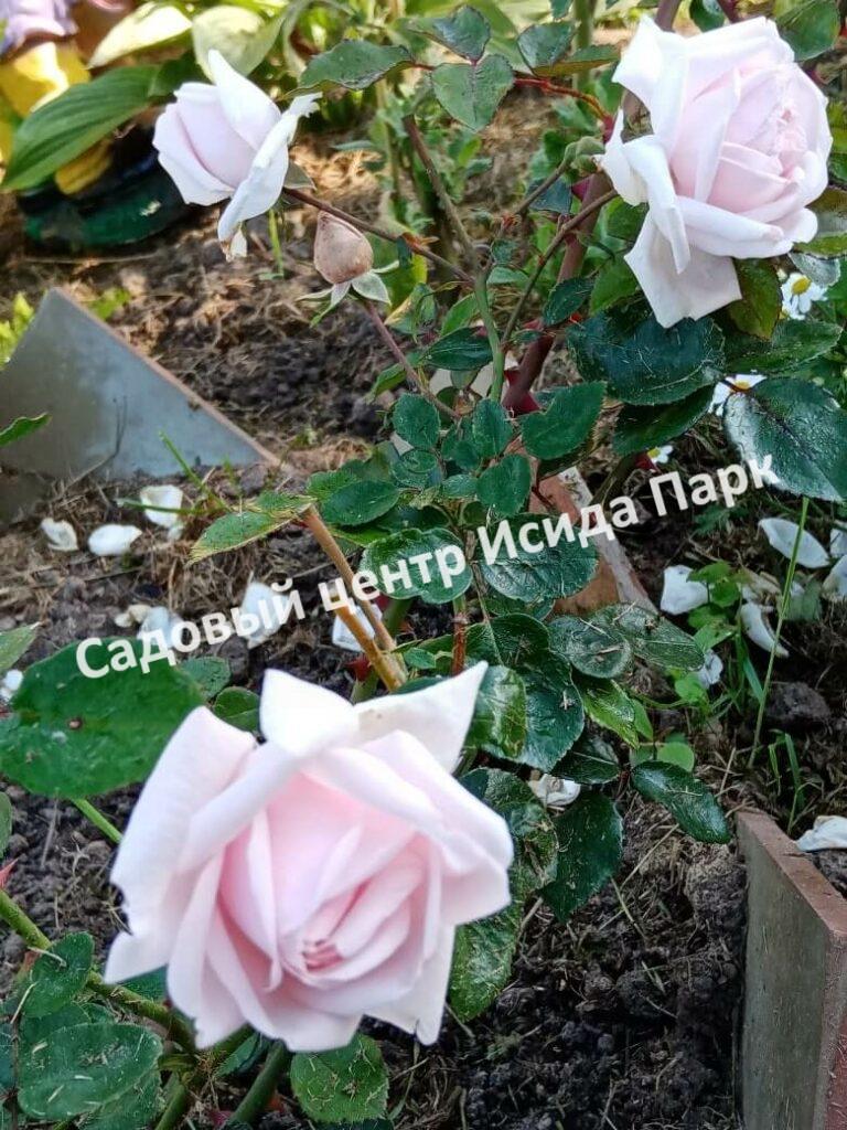 Роза флорибунда Аспирин (Aspirin Rose)