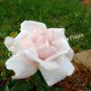 Роза флорибунда Аспирин (Aspirin Rose) 51