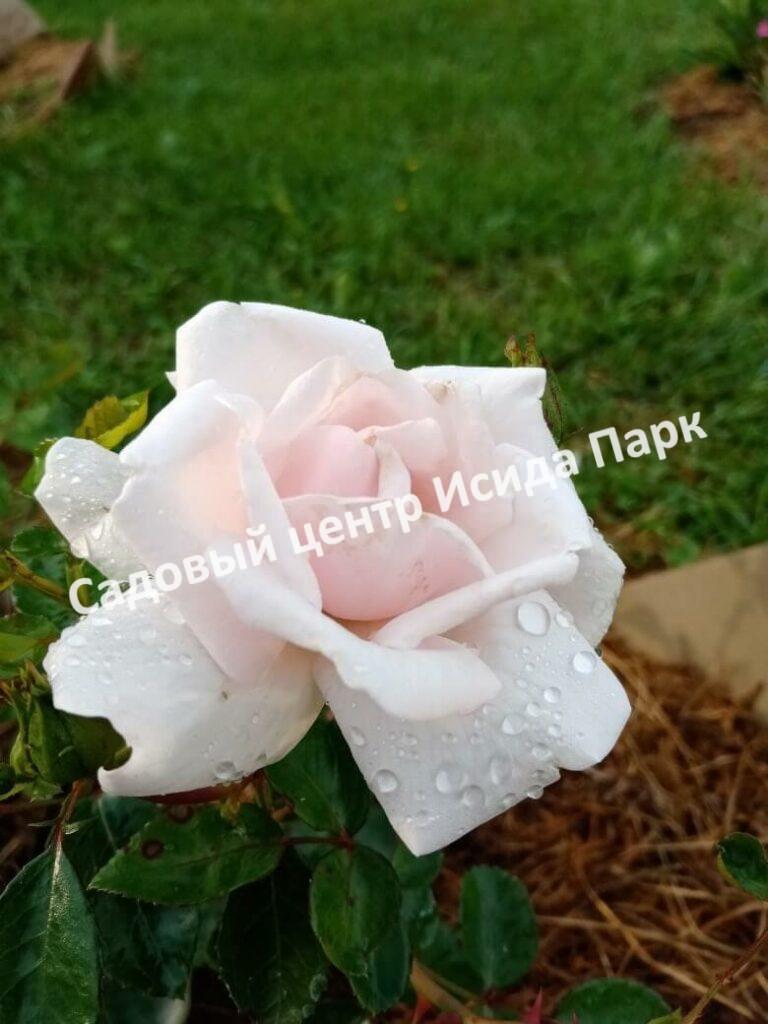 Роза флорибунда Аспирин (Aspirin Rose)
