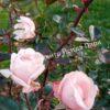 Роза флорибунда Аспирин (Aspirin Rose) 52