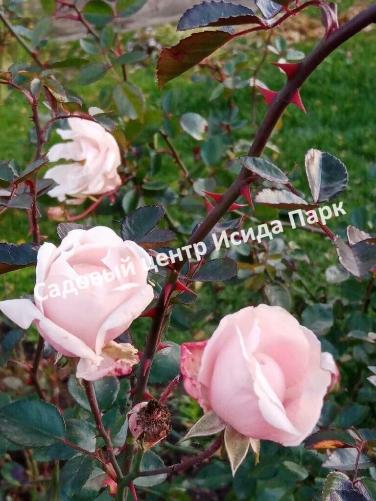 Роза флорибунда Аспирин (Aspirin Rose)