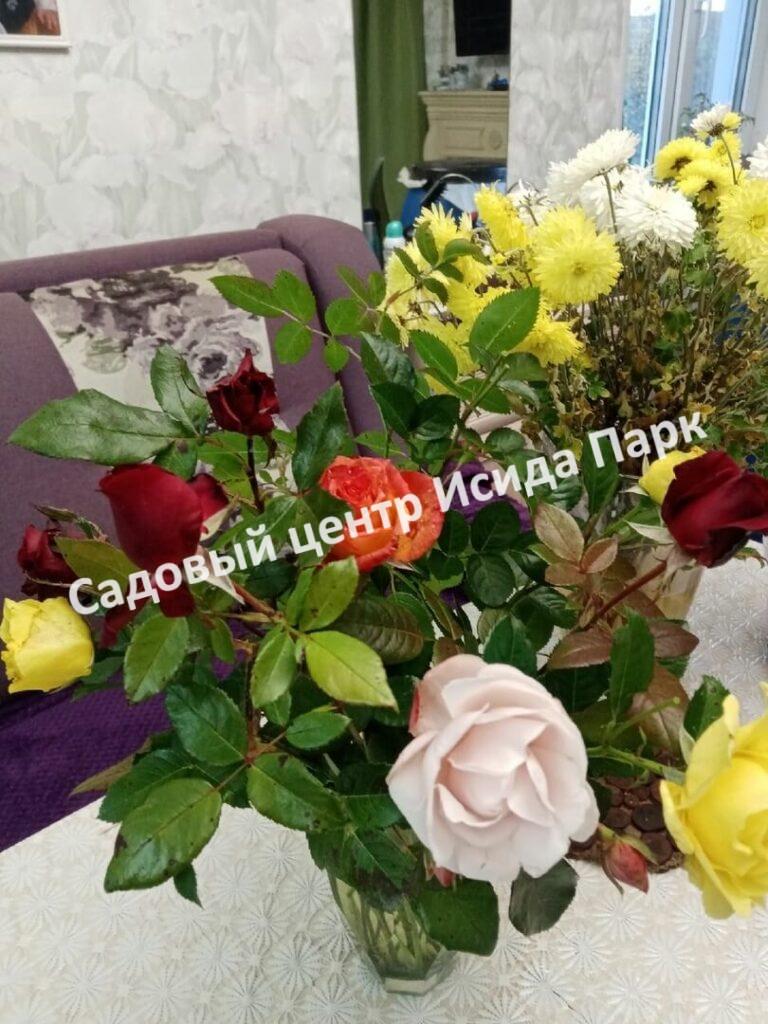 Роза флорибунда Аспирин (Aspirin Rose)