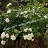 Роза флорибунда Аспирин (Aspirin Rose) 54