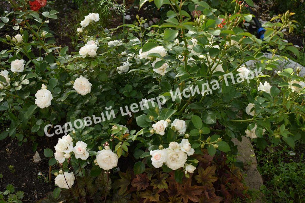 Роза флорибунда Аспирин (Aspirin Rose)