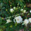 Роза флорибунда Аспирин (Aspirin Rose) 55