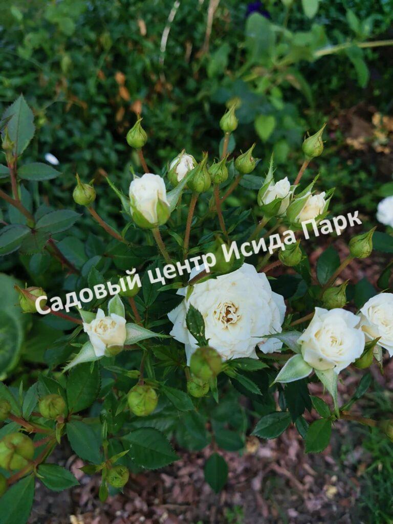 Роза флорибунда Аспирин (Aspirin Rose)