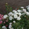 Роза флорибунда Аспирин (Aspirin Rose) 18