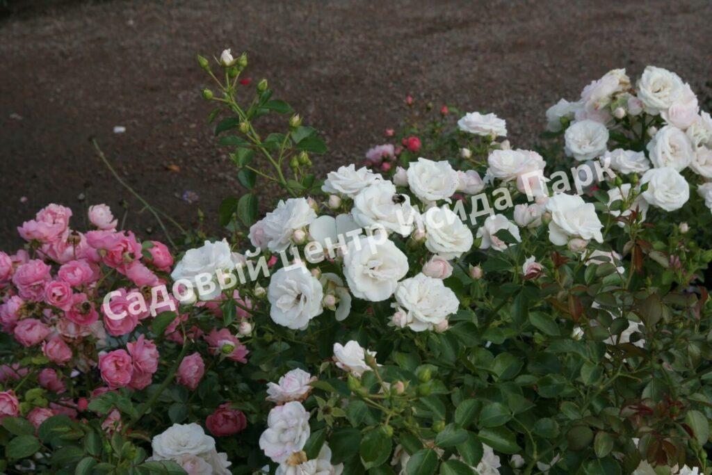 Роза флорибунда Аспирин (Aspirin Rose)