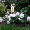 Роза флорибунда Аспирин (Aspirin Rose) 57