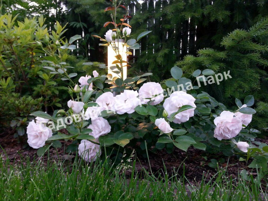 Роза флорибунда Аспирин (Aspirin Rose)