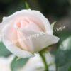 Роза флорибунда Аспирин (Aspirin Rose) 19
