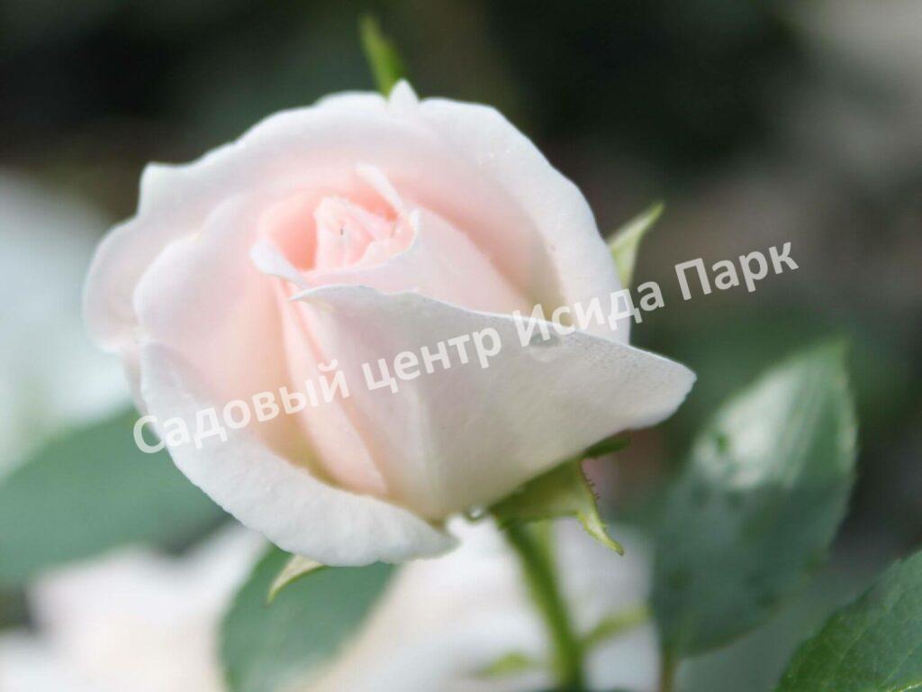 Роза флорибунда Аспирин (Aspirin Rose)