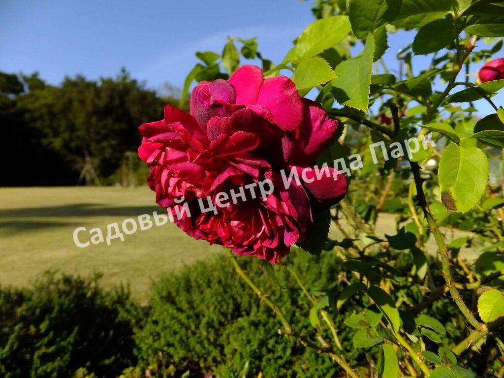 Роза английская Дарк Леди (The Dark Lady)