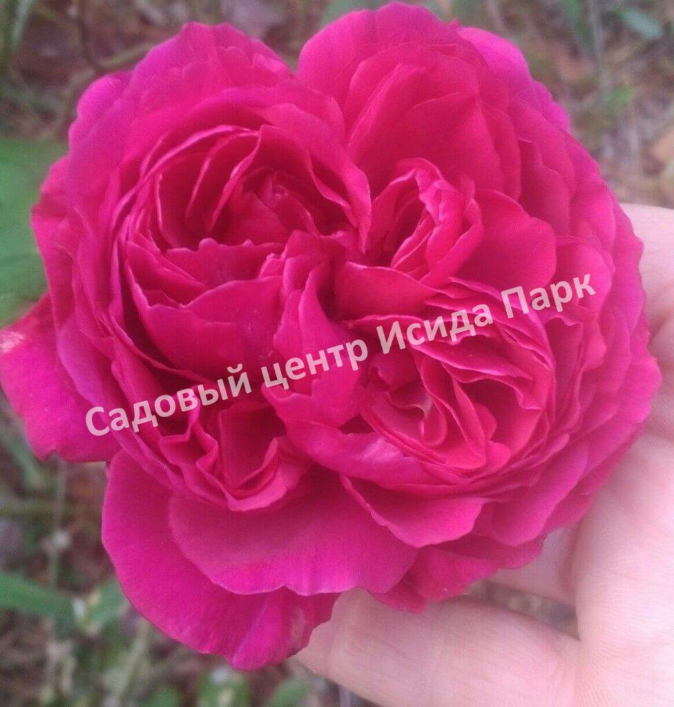 Роза английская Дарк Леди (The Dark Lady)