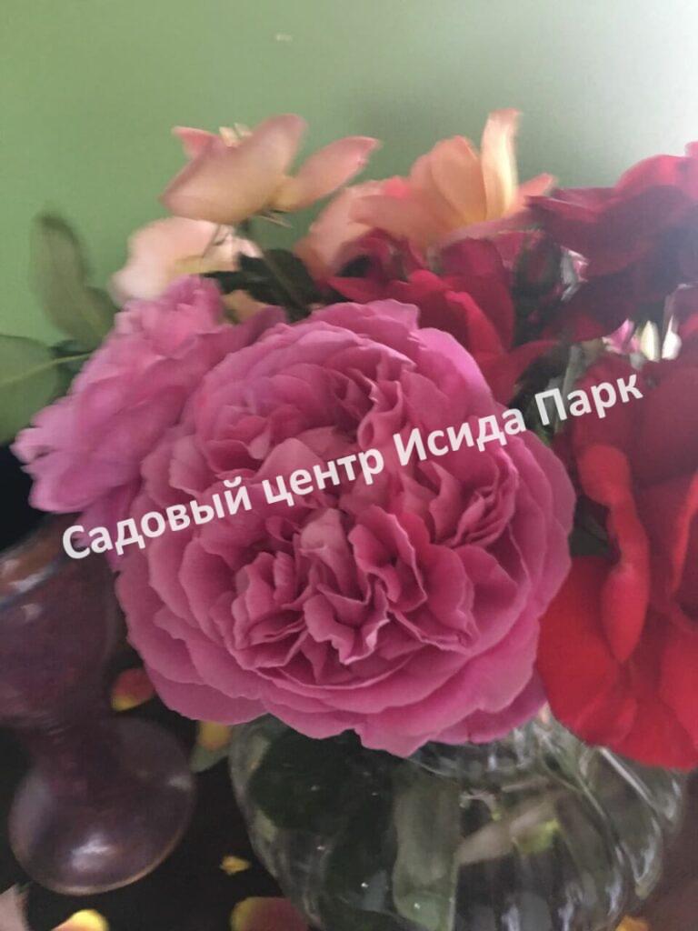 Роза чайно-гибридная Поль Нейрон (Paul Neyron)