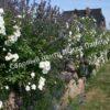 Роза флорибунда Аспирин (Aspirin Rose) 21