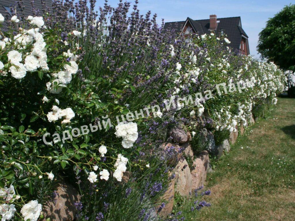 Роза флорибунда Аспирин (Aspirin Rose)
