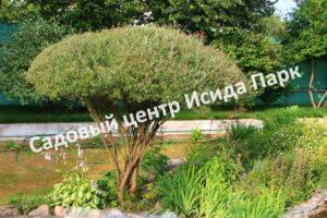 Ива Грацилис (Gracilis)