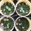 Ирга ольхолистная гладкая Кумулус (Amelanchier arborea Cumulus) 31