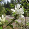 Ирга ольхолистная гладкая Кумулус (Amelanchier arborea Cumulus) 32