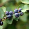 Ирга ольхолистная гладкая Кумулус (Amelanchier arborea Cumulus) 34