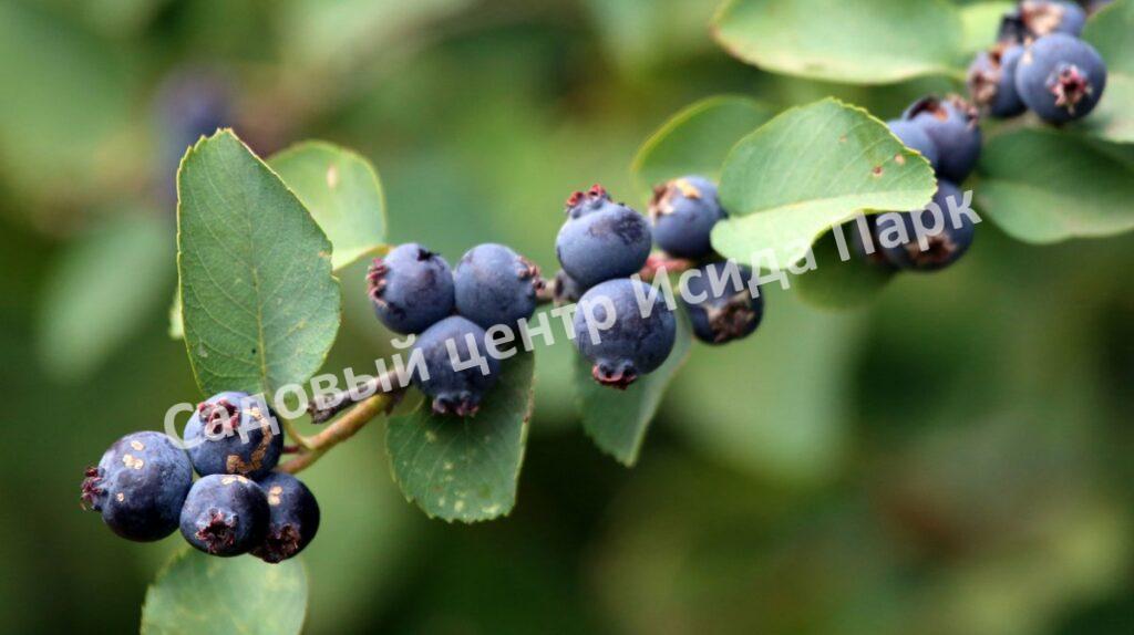Ирга ольхолистная гладкая Кумулус (Amelanchier arborea Cumulus)