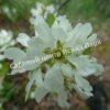 Ирга ольхолистная гладкая Кумулус (Amelanchier arborea Cumulus) 35