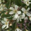 Ирга ольхолистная гладкая Кумулус (Amelanchier arborea Cumulus) 36