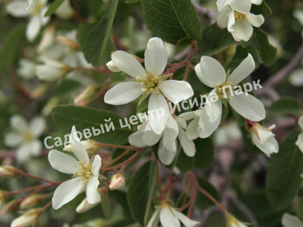 Ирга ольхолистная гладкая Кумулус (Amelanchier arborea Cumulus)