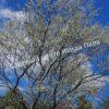 Ирга ольхолистная гладкая Кумулус (Amelanchier arborea Cumulus) 37