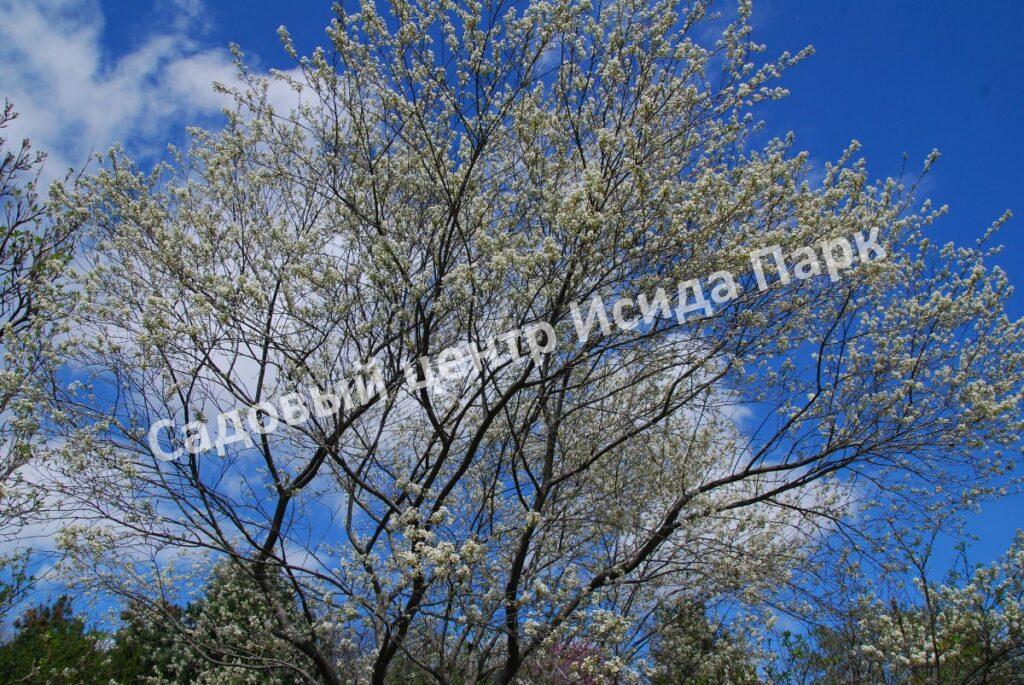 Ирга ольхолистная гладкая Кумулус (Amelanchier arborea Cumulus)