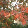 Ирга ольхолистная гладкая Кумулус (Amelanchier arborea Cumulus) 38