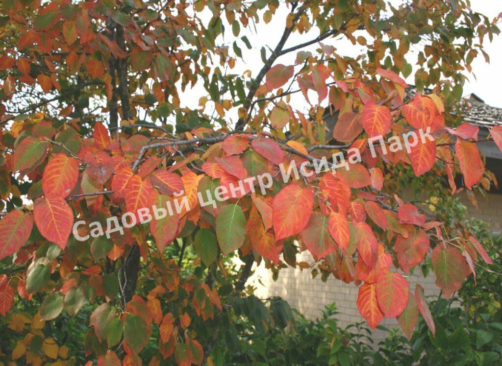 Ирга ольхолистная гладкая Кумулус (Amelanchier arborea Cumulus)