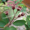 Ирга ольхолистная гладкая Кумулус (Amelanchier arborea Cumulus) 39