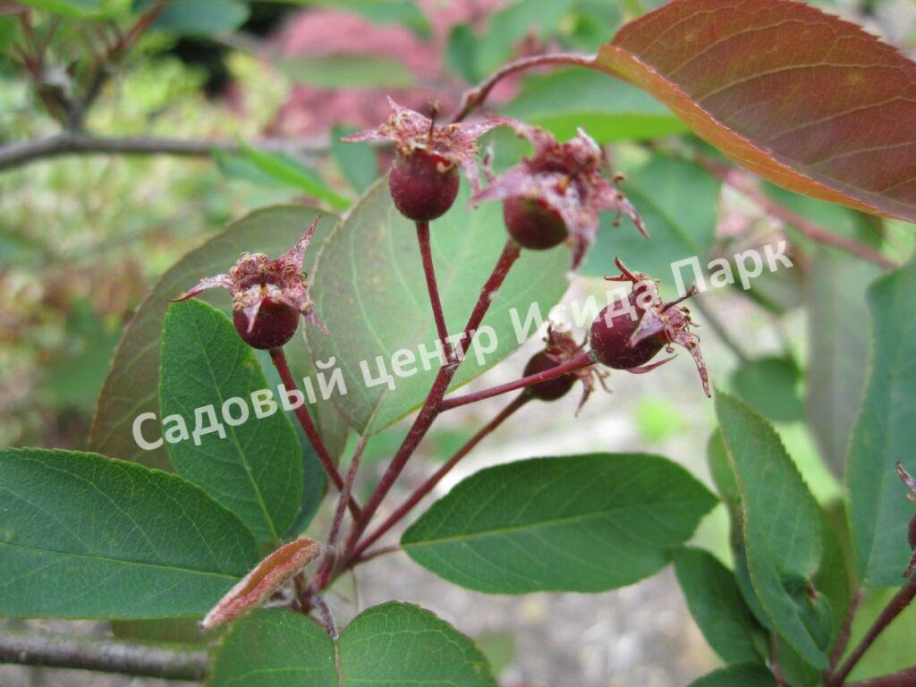 Ирга ольхолистная гладкая Кумулус (Amelanchier arborea Cumulus)