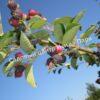 Ирга ольхолистная гладкая Кумулус (Amelanchier arborea Cumulus) 40