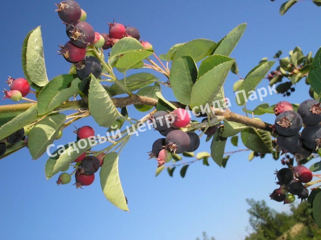 Ирга ольхолистная гладкая Кумулус (Amelanchier arborea Cumulus)