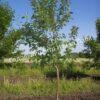 Ирга ольхолистная гладкая Кумулус (Amelanchier arborea Cumulus) 41