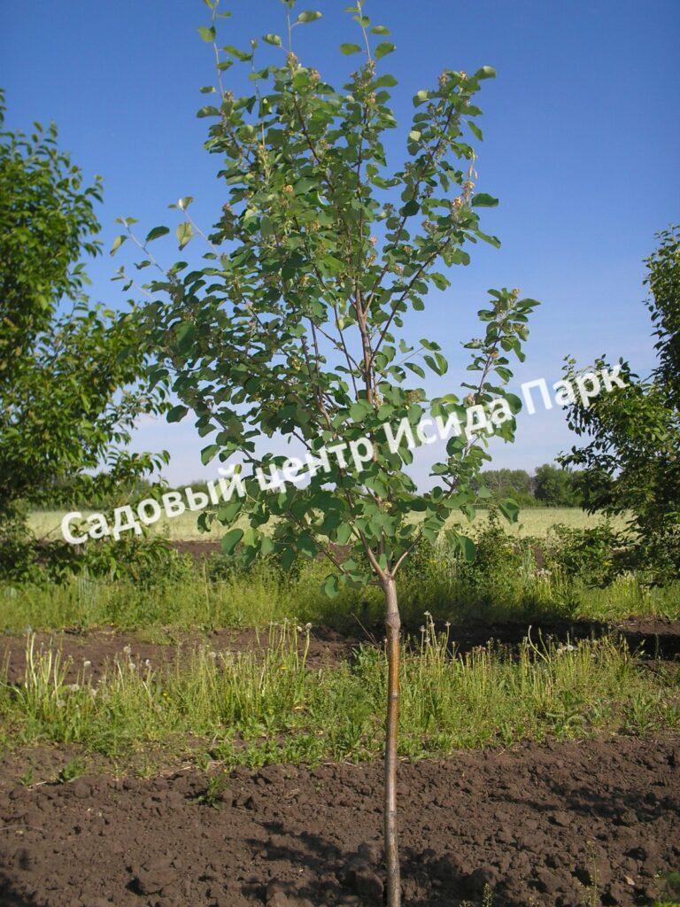 Ирга ольхолистная гладкая Кумулус (Amelanchier arborea Cumulus)